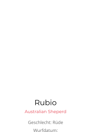 Rubio Australian Sheperd Geschlecht: Rüde Wurfdatum: