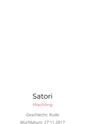 Satori Mischling Geschlecht: Rüde Wurfdatum: 27.11.2017