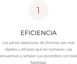 EFICIENCIA Los perros detectores de chinches son más rápidos y eficaces que los humanos. Las encuentran y señalan sus escondites con total fiabilidad. 1