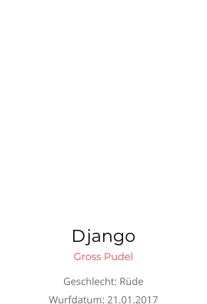 Django Gross Pudel Geschlecht: Rüde Wurfdatum: 21.01.2017