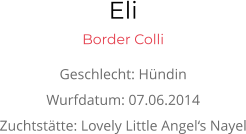 Eli Border Colli Geschlecht: Hündin Wurfdatum: 07.06.2014 Zuchtstätte: Lovely Little Angel‘s Nayel