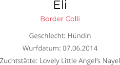 Eli Border Colli Geschlecht: Hündin Wurfdatum: 07.06.2014 Zuchtstätte: Lovely Little Angel‘s Nayel