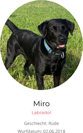 Miro Labrador Geschlecht: Rüde Wurfdatum: 02.06.2018