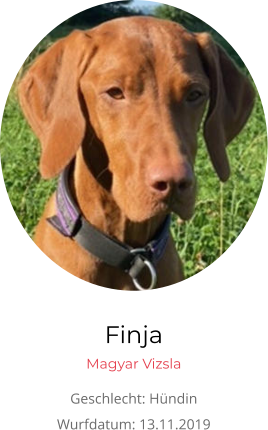 Finja Magyar Vizsla Geschlecht: Hündin Wurfdatum: 13.11.2019