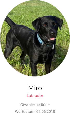 Miro Labrador Geschlecht: Rüde Wurfdatum: 02.06.2018