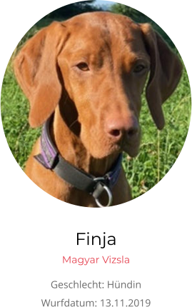 Finja Magyar Vizsla Geschlecht: Hündin Wurfdatum: 13.11.2019