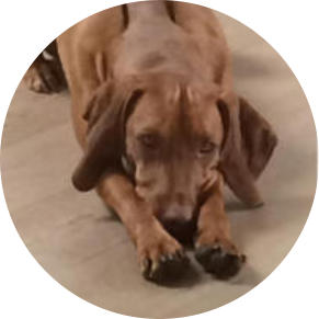 Bettwanzen Spürhund, Enikö