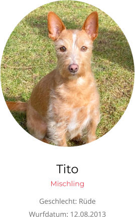 Bettwanzen erkennen, Tito