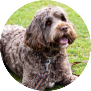 Wanzen suche, Brandy